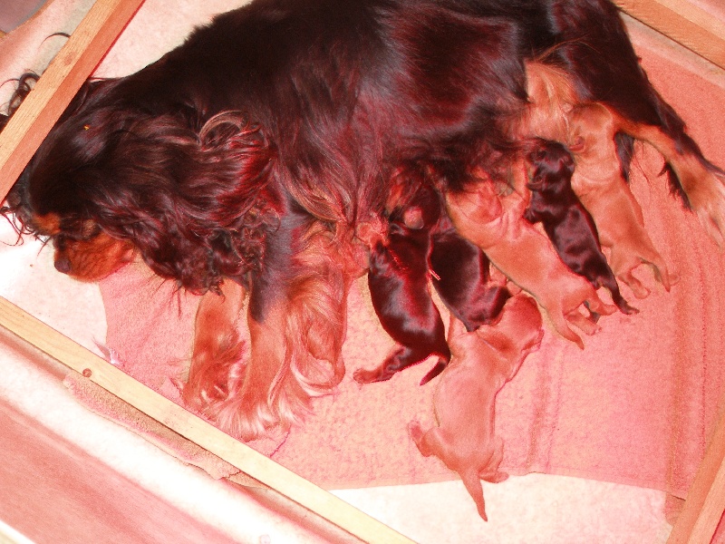 du règne des flammes - Cavalier King Charles Spaniel - Portée née le 31/12/2012